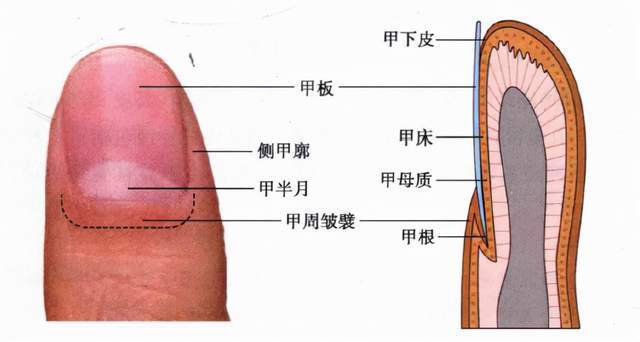 75mm,指甲根部呈半月形粉白色区域为甲半月,俗称"月牙.