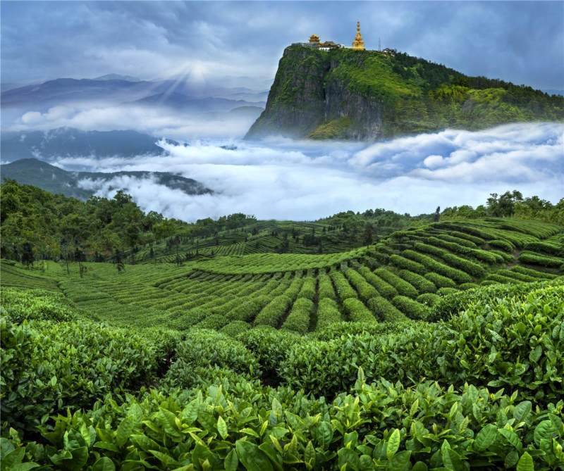 竹叶青茶带着峨眉山的阳光和雨露让你感受春天的美