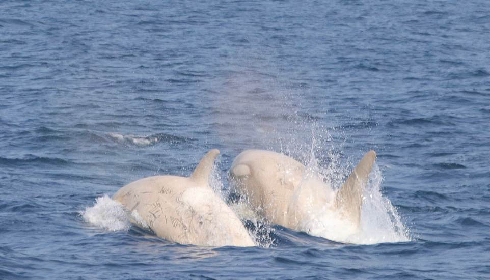 白色虎鲸被认为不是真正的白化动物,真正的白化动物通体是白色,眼睛是