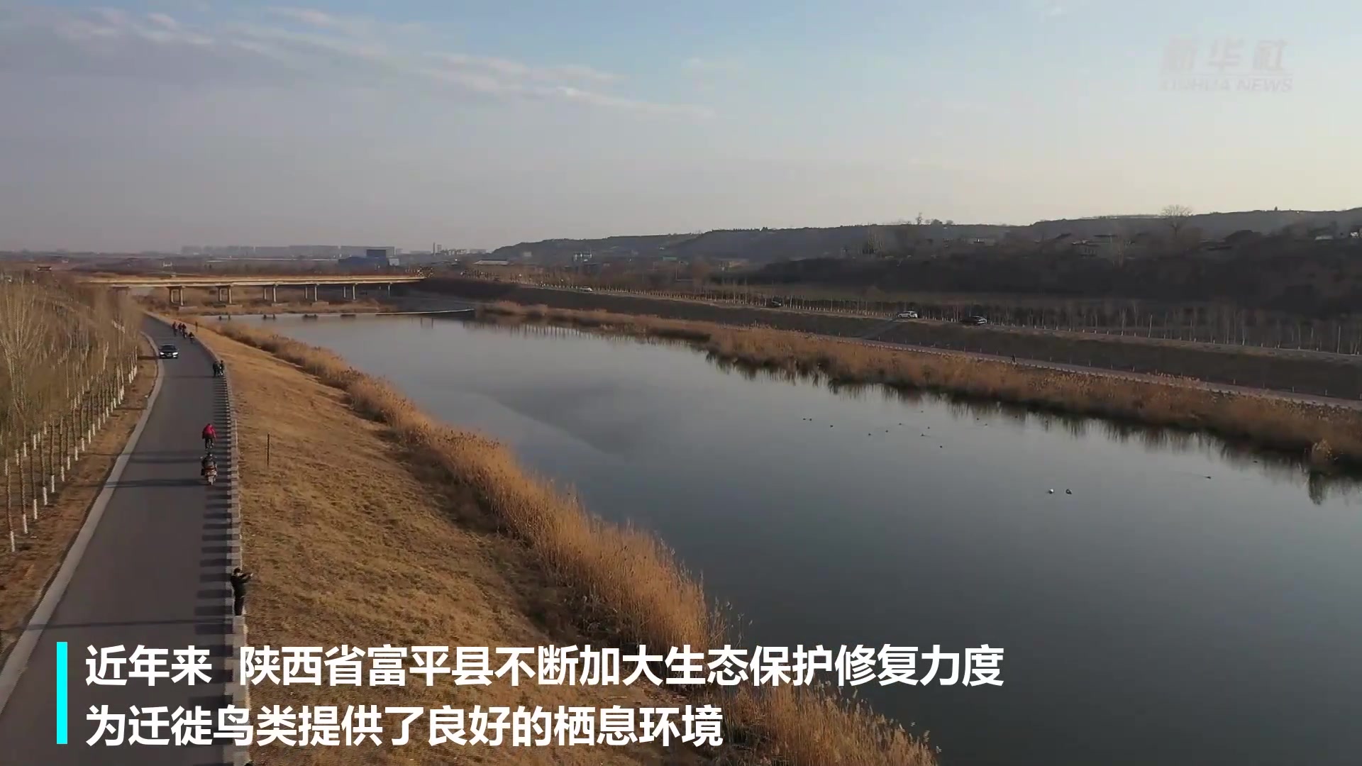 陕西:渭河支流石川河首现小天鹅