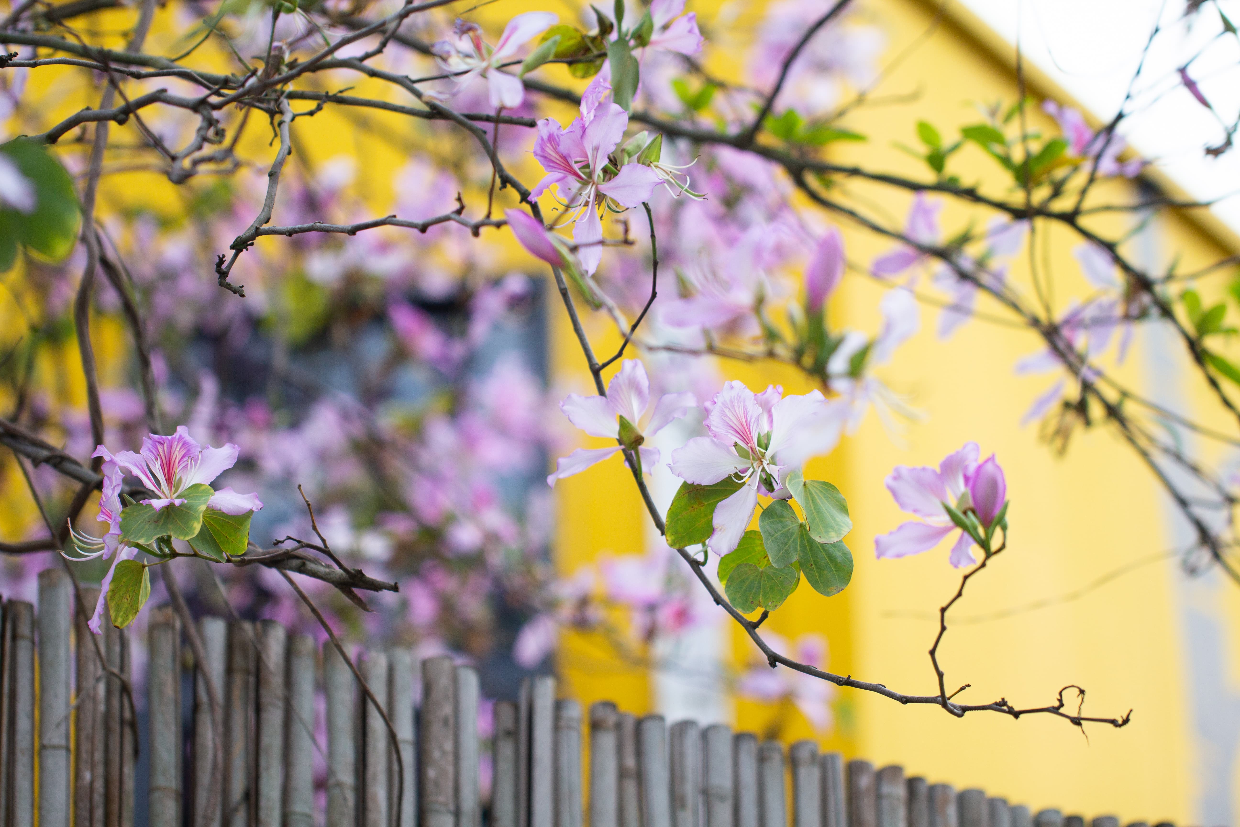 有一种唯美意境,叫竹篱笆外的紫荆花,简直越看越美!
