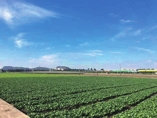 蔬菜刮起原生态风每日优鲜高原菜销售额增长近四倍