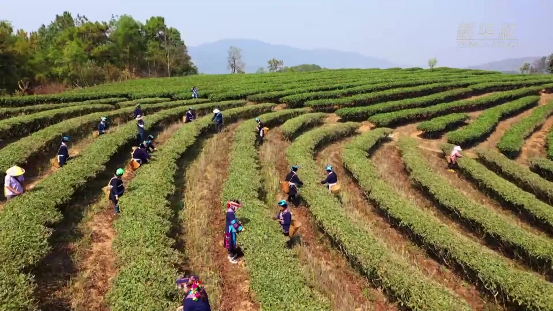 云南墨江:哈尼族祈福仪式拉开古树茶开采序幕