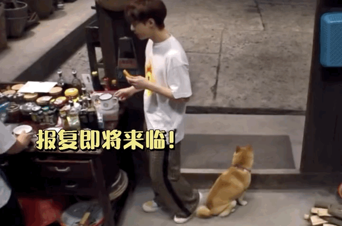 小柴犬公然绊倒张艺兴,竟然是为了……噗哈哈哈