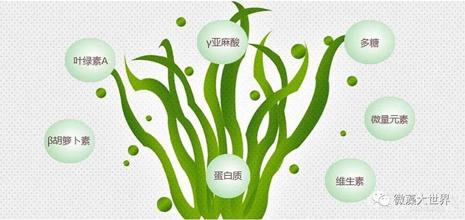 海洋微藻副产品代替鱼粉可让水产养殖业更生态友好 __凤凰网