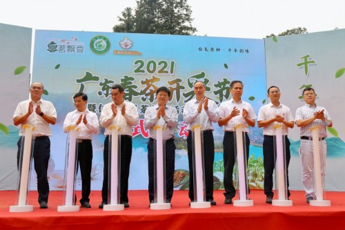 广东春茶开采，仁化白毛茶上新（最新发布）