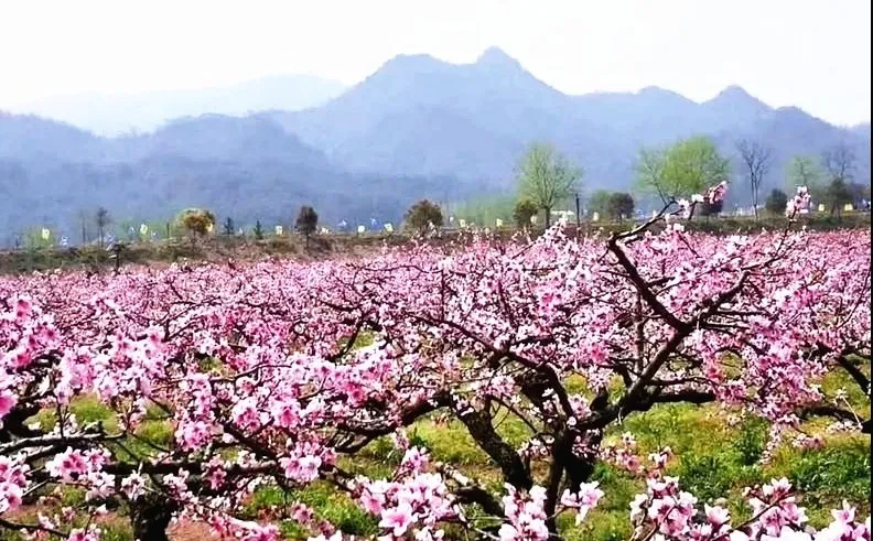 徐州贾汪:第十二届督公湖桃花节盛大启幕