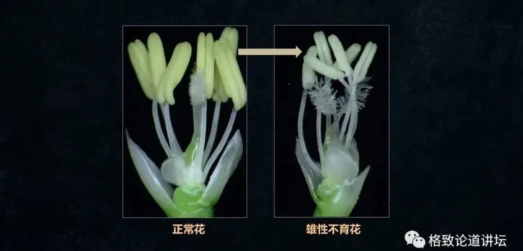 制造一颗克隆种子,破解杂交水稻留种难题|王克剑