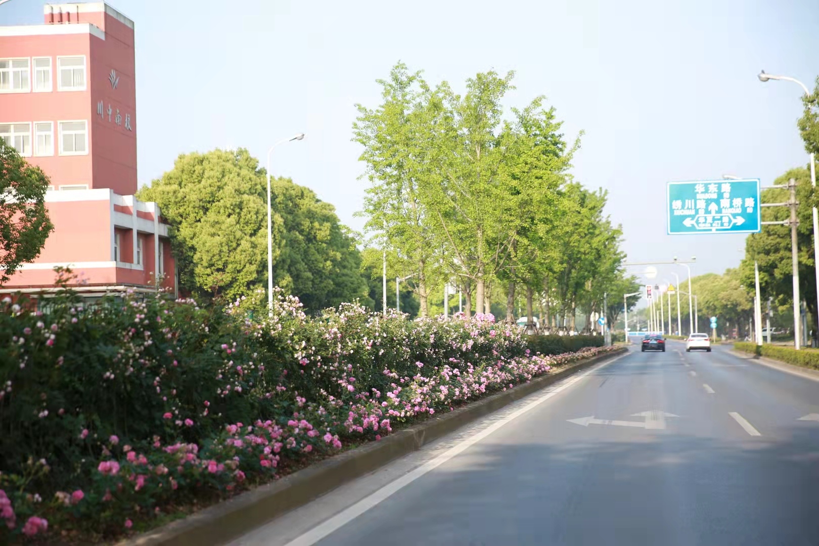 浦东川环南路:道路两侧以香樟作为行道树,中隔带种有银杏,榉树,搭配花