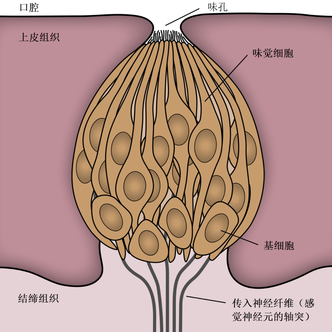 睾丸上长着"味蕾?的确有一部分,甚至和后代的健康息息相关