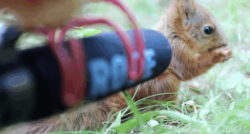 你听过来自松鼠的amsr吗?