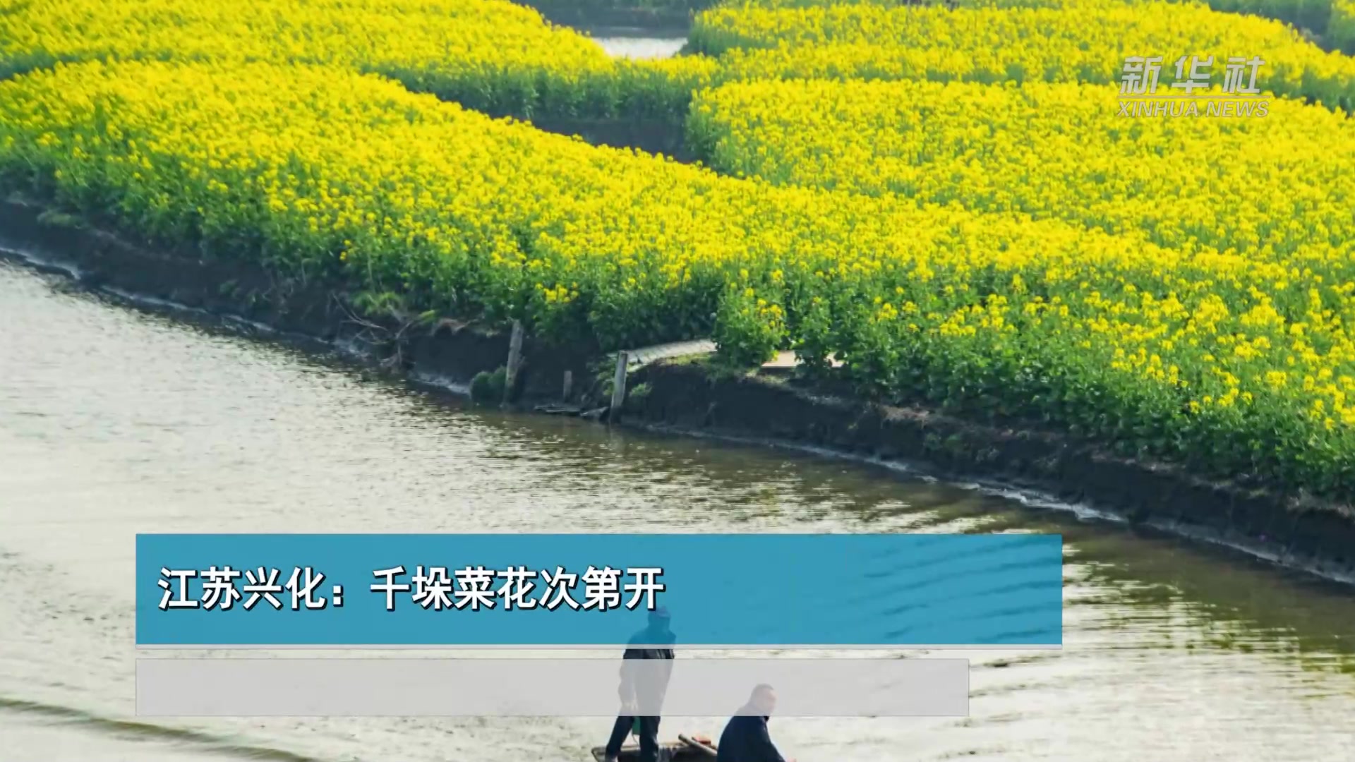 江苏兴化:千垛菜花次第开