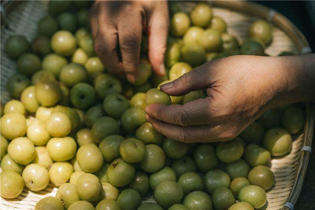 潮汕油柑缺货价格飙涨8倍:新茶饮追爆款,从抢资本到抢货源__凤凰网