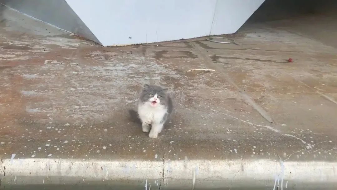 在桥墩上,他猜测可能是有人刚买了猫,去网红桥打卡时,不慎将猫咪掉落