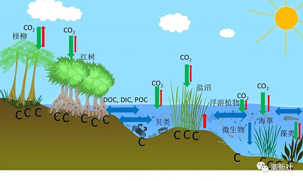 典型滨海湿地蓝碳生态系统碳循环示意图(唐剑武等,2018,中国科学:地球