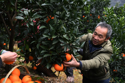 2021年1月7日,毛相林在采摘柑橘.新华社记者王全超摄