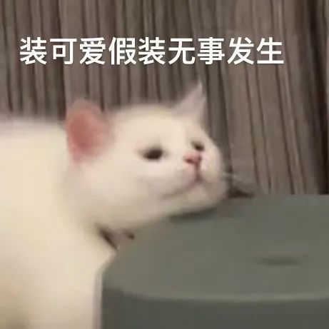 天天都在用的表情包猫咪主人是个肌肉猛男