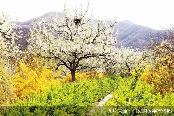 门头沟区推出七条踏青赏花路线