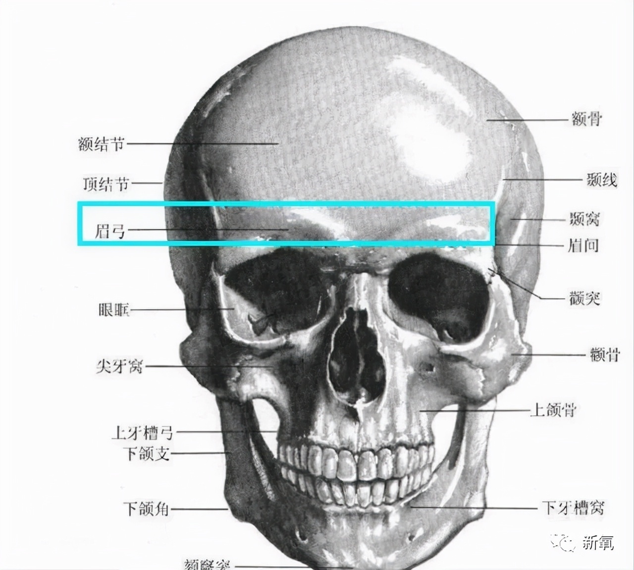 因为在解剖学里面,并没有眉骨这个词,只有眉弓.