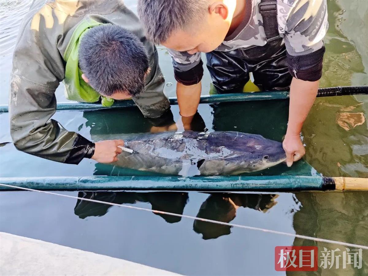 4月20日,一条国家一级重点保护野生动物中华鲟在松滋市老城镇江心村