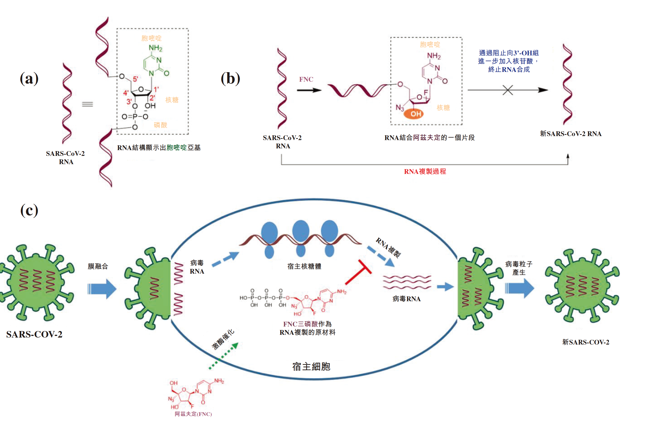 阿兹夫定的抗病毒机制。阿兹夫定结构与胞嘧啶核苷酸类似,可以通过RNA复制酶掺入新的病毒RNA中,但是阿兹夫定的核糖部位缺少RNA链进一步延伸的基团,导致RNA复制的提前终止,达到抑制RNA病毒基因组复制,进而抗病毒的作用。【1】本文作者供图