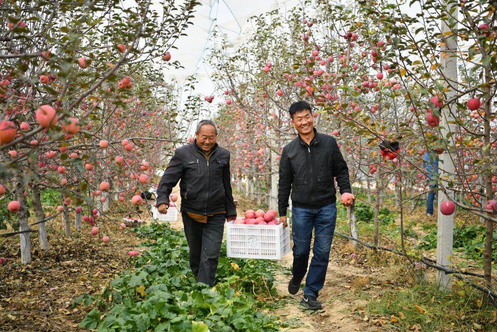 10月27日，在陕西延安市安塞区高桥镇南沟村，果农在果园采摘苹果。新华社记者 张博文 摄