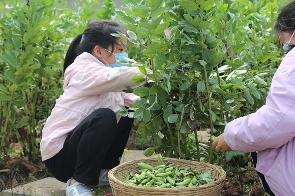 蚕豆初长成两江新区这所学校小主人采摘忙