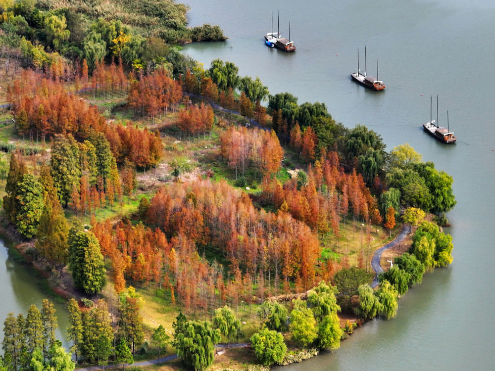 这是11月4日在江苏省扬州市运河三湾景区拍摄的秋景（无人机照片）。新华社发（孟德龙 摄）