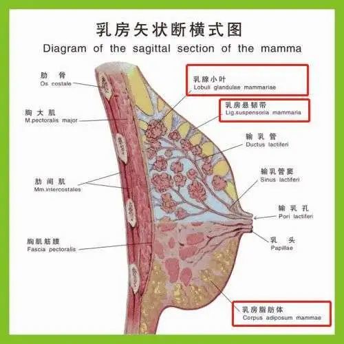 40岁女星自曝产后漏尿2年生娃后遗症比你想象的更可怕
