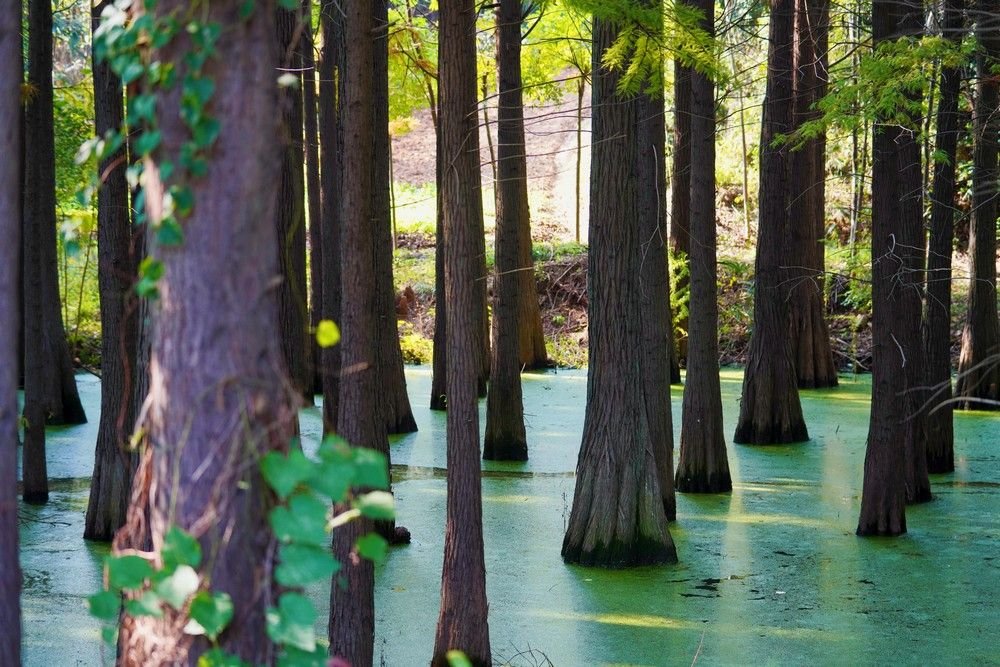 东湖评论:中国履约30年,湿地保护硕果惠及全球