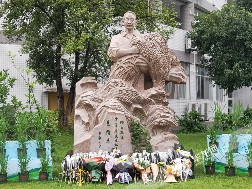 快讯袁隆平逝世一周年西南大学师生自发前往袁老雕塑前缅怀