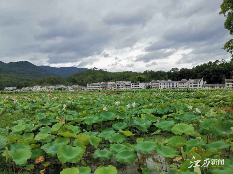 苏区振兴十周年江西广昌红土地上壮大起绿色经济