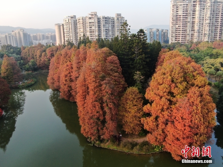 广州华南植物园落羽杉换冬装