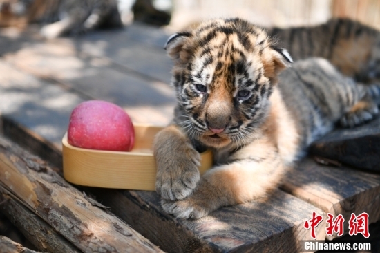 云南野生动物园四胞胎东北虎宝宝将与游客见面