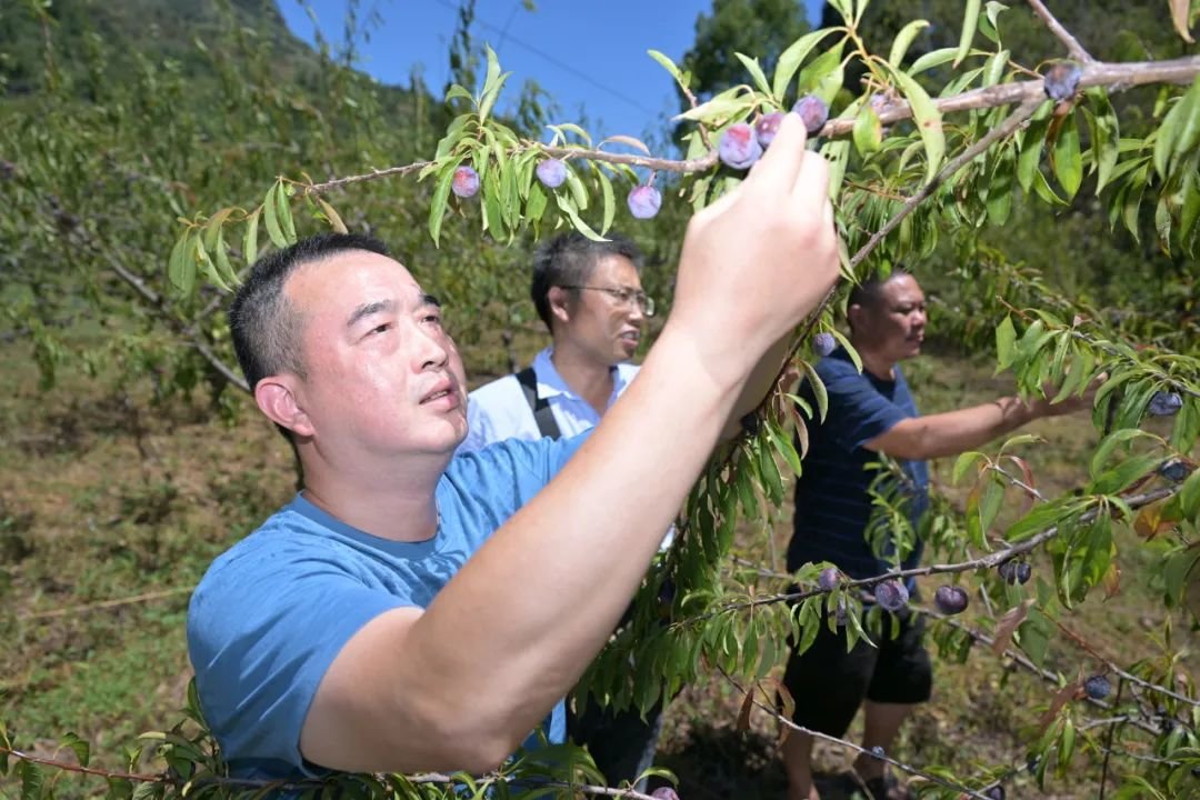奇亿平台--奇亿注册-奇亿登录(如何电话投注)一个求助电话,如何救活400亩李子林,