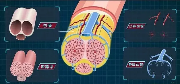 丁丁"骨折"的原因白膜平时的厚度约2毫米,但当海绵体处于充血状态时