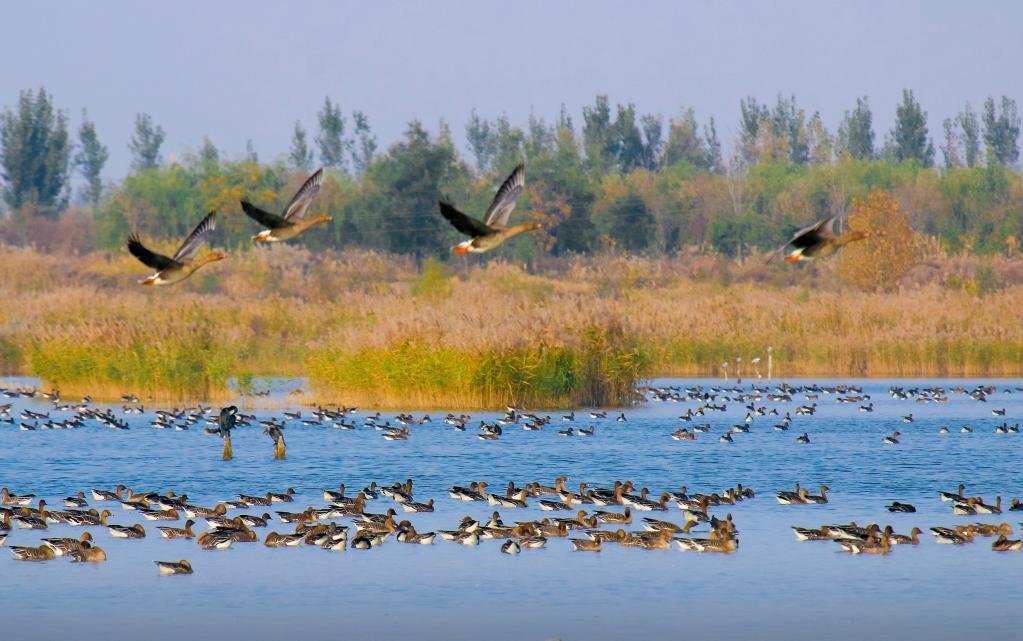 成群的大雁在衡水湖嬉戏。（受访者供图）