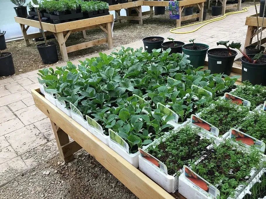 靠阳台种菜实现蔬菜自由有谱吗
