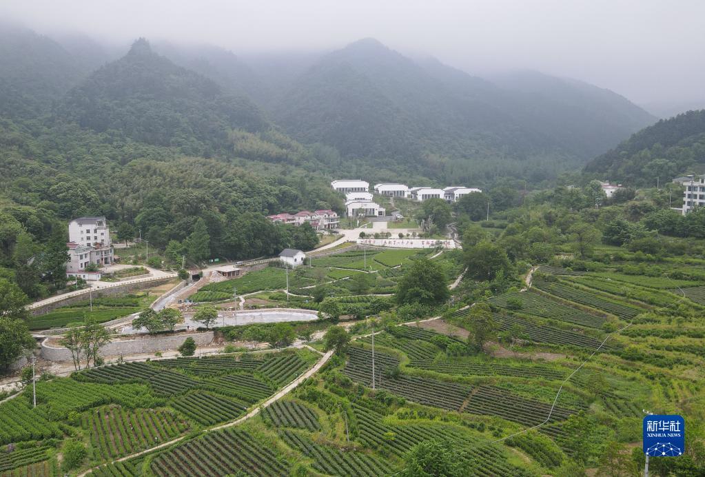 新华社发(汪诚 摄)安徽省金寨县大湾村位于大别山深处,是名茶六安瓜片