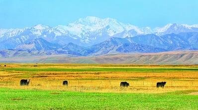 在甘肃省张掖市肃南裕固族自治县皇城镇，夏日塔拉草原色彩斑斓，构成一幅美丽的生态画卷。郎文瑞摄/光明图片