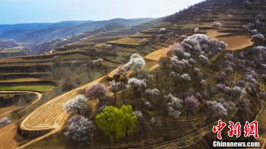 3月下旬,甘肃省庆阳市环县天池乡的山间一派春色,盛开的花朵,嫩绿的
