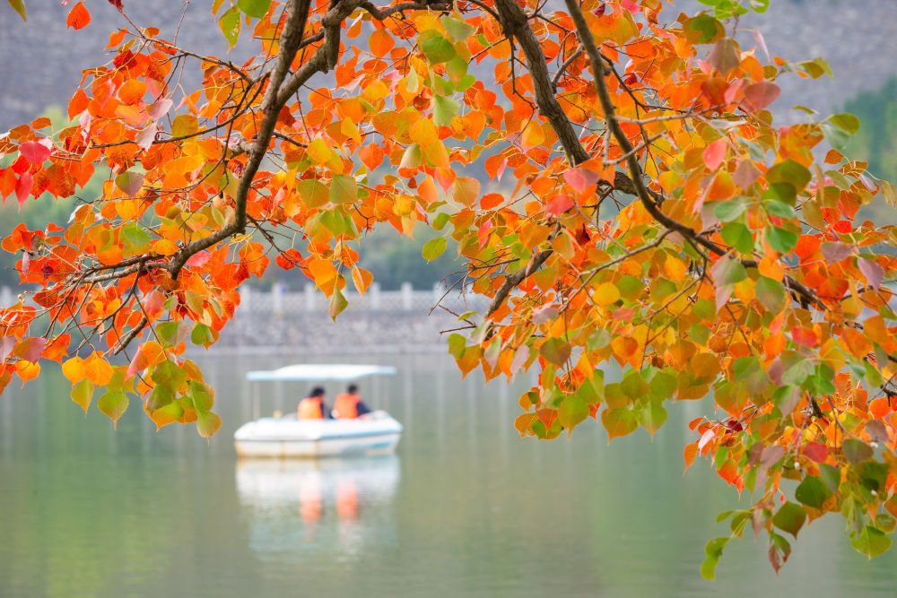 10月30日，游人在江苏省南京市中山植物园划船赏秋。新华社发（苏阳 摄）