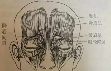 因为面部某些部位的肌肉是互相拮抗的,比如额肌和眼轮匝肌,降眉肌之间