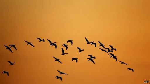 ▲ 光污染会影响鸟类的迁徙行为。（法新社图）