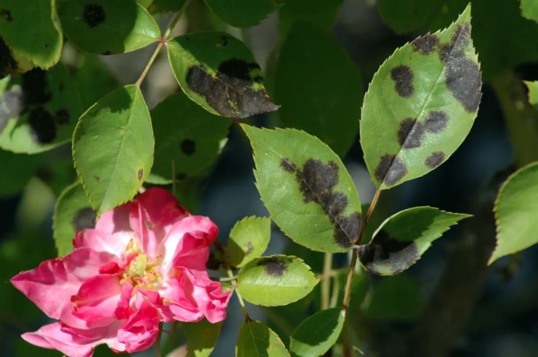 原色花卉病害虫百科 6 常見植物病蟲害防治全圖解：600張實境照！69種在家最常種的觀葉