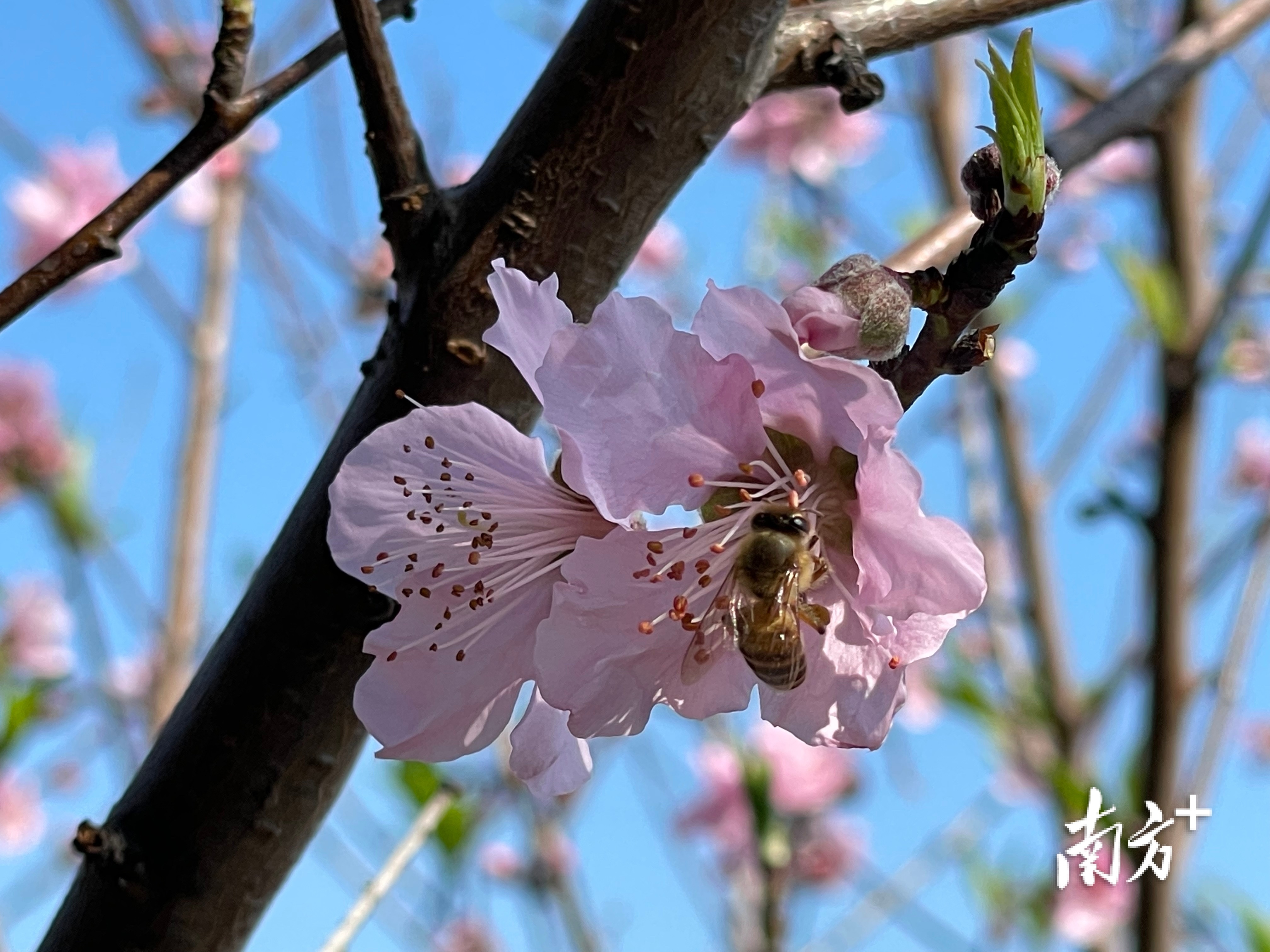 汕头濠江巨峰寺桃花预计2月24日全面盛开快来邂逅初春桃花