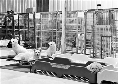 “宠回家”基地里的动物们