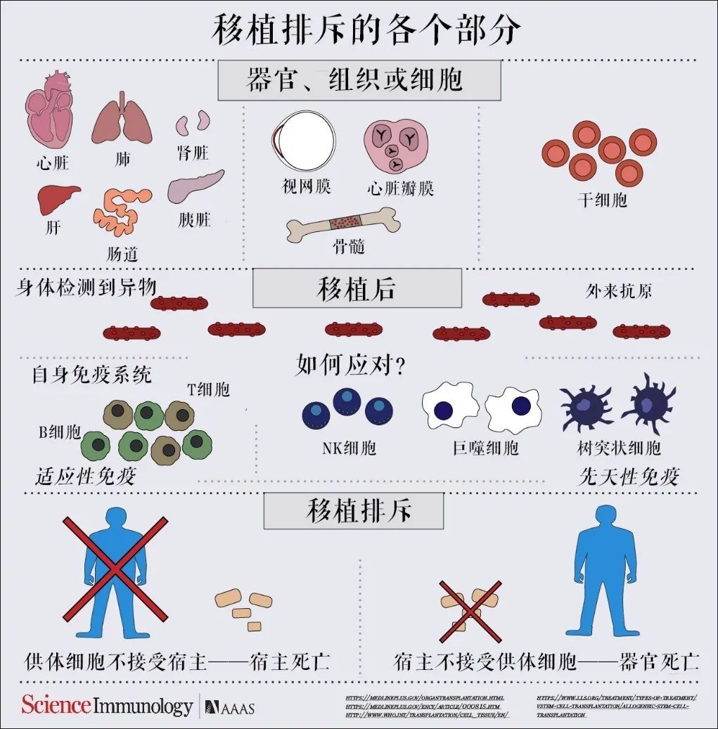 器官移植最大的问题就是会出现免疫系统的移植排斥:身体在接受器官时