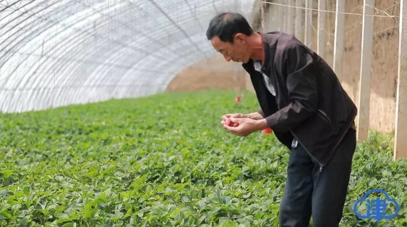 在西青区的帮助下，平泉市顺利脱贫摘帽。图为平泉市平北镇村民在暖棚中挑选草莓