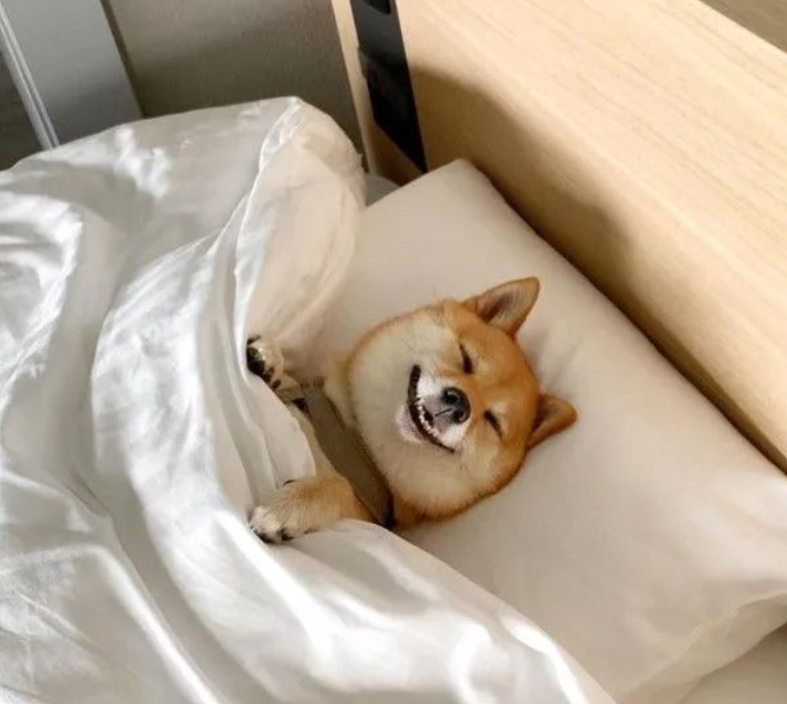 网红柴犬的甜美"床照"曝光引热议,网友:干脆直播睡觉吧__凤凰网